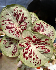 Authentic caladium one d'occasion  Expédié en Belgium