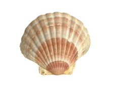 Premium meeresmuschel wundersc gebraucht kaufen Premium meeresmuschel wundersc gebraucht kaufen  Gleichen