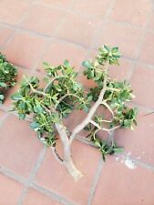 Large jade house for sale  Santee
