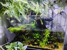 Fully set planted for sale  LONDON