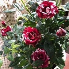 Mini rose live for sale  Englishtown