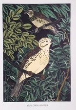 Daglish yellowhammer bird for sale  OSWESTRY