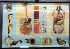 Medical Vintage pull down Wallchart digestão corpo humano biologia alimentar, usado comprar usado  Enviando para Brazil