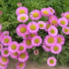 Fleabane erigeron glaucus for sale  HAILSHAM