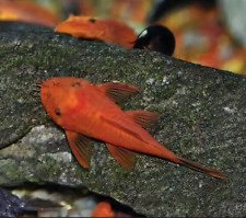 Super red bristlenose for sale  Boise