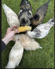 Silkie bantam chicken for sale  SUDBURY