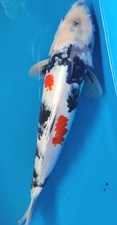 Live koi fish for sale  Minneapolis