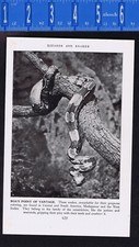 Boa constrictor snake for sale  Enterprise