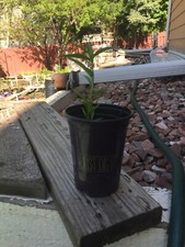 Sweet peach tree for sale  Lafayette