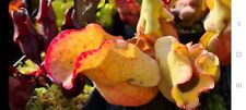 X15 fresh sarracenia for sale  GREAT YARMOUTH