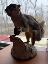 Vintage gray squirrel for sale  USA