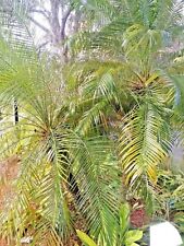 20 sementes de palma PAUROTIS - Acoelorrhaphe wrightii, usado comprar usado  Enviando para Brazil