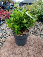 White rhododendron litre for sale  LARGS