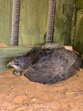 Quail eggs x60 for sale  STOCKBRIDGE
