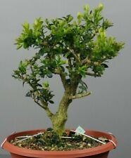 Bs02104 bonsai bux gebraucht kaufen  Immenstaad am Bodensee