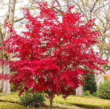 Fächerahorn acer palmatum gebraucht kaufen  Heinsberg