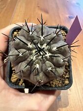 Copiapoa cinerea. own usato  Valdastico