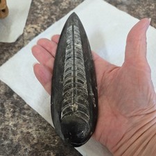 Orthoceras devonian cephalopod for sale  MORECAMBE