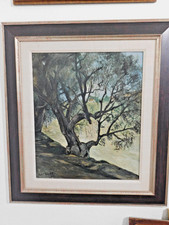 huge olive tree for sale  Reedley
