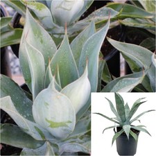 Agave attenuata nova for sale  Modesto