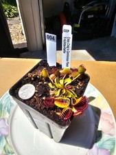 Venus flytrap trichterfalle for sale  Lorton