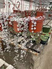 hanging succulent for sale hanging succulent for sale Oceanside
