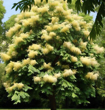 Fraxinus ornus tree for sale  Oakland Gardens
