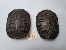 Red eared slider for sale  Ozark