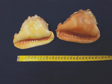 Shell conchiglia cassis usato  Portovenere
