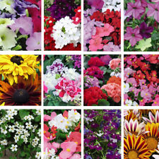 summer bedding plants for sale  IPSWICH