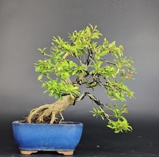 Shohin bonsai punica usato  Cison di Valmarino