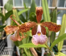 Live cattleya orchid for sale  Seymour