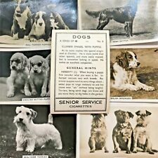 Dogs senior service for sale  ALCESTER