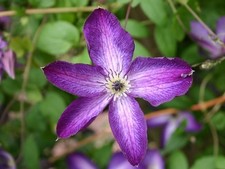 Clematis venosa violacea for sale  USA