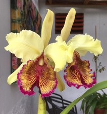 Rare cattleya dowiana for sale  LONDON