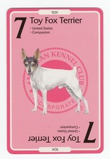 Toy fox terrier for sale  COLEFORD