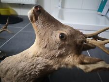 Rehbock trophäe haushaltsaufl gebraucht kaufen  Röthenbach, Grünenbach