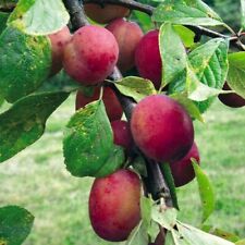 Plum fruit tree for sale  PAIGNTON