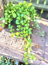 Hoya heuschkeliana yellow for sale  Houston