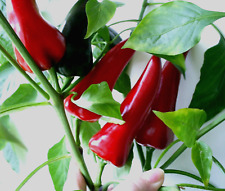 Chili mirasol chili for sale  LONDON