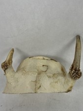 Arkansas whitetail deer for sale  Little Rock