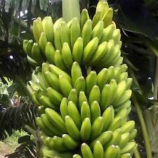 Sweetheart banana musa for sale  Lakeland
