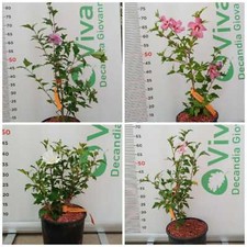 Pianta hibiscus syriacus usato  Altamura