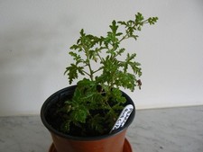 Pelargonium quercifolium... sp for sale  HONITON