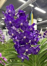 Używany, Orchid Orchidee Orquídea Vandachostylis Ploenpit Blue  (nr.57) na sprzedaż  PL