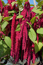 amaranth gebraucht kaufen amaranth gebraucht kaufen Calw