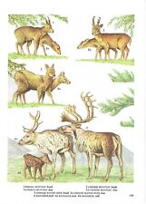 Vintage muntjac chinese for sale  DERBY