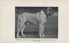 Mastiff named champion for sale  COLEFORD