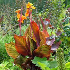 Canna tropicanna 9cm for sale  LLANDYSUL