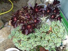 Beaux tronçons plante d'occasion  Saint-Cyprien